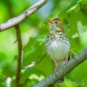01  DQ592B-Wood-Thrush.jpg
